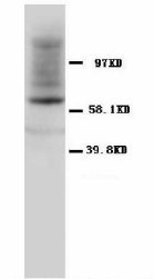 HSPD1 / HSP60 Antibody -  This image was taken for the unconjugated form of this product. Other forms have not been tested.