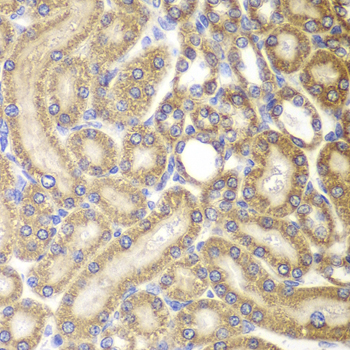 HSPD1 / HSP60 Antibody - Immunohistochemistry of paraffin-embedded rat kidney using HSPD1 antibodyat dilution of 1:100 (40x lens).