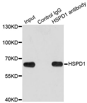 HSPD1 / HSP60 Antibody - Immunoprecipitation analysis of 200ug extracts of HeLa cells using 1ug HSPD1 antibody. Western blot was performed from the immunoprecipitate using HSPD1 antibodyat a dilition of 1:1000.