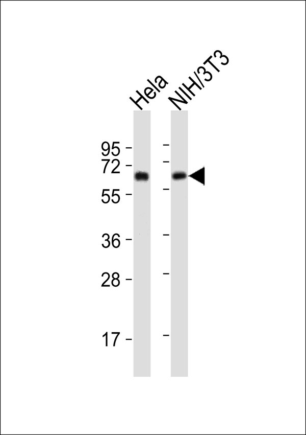 HSPD1 / HSP60 Antibody - All lanes : Anti-HSP60 Antibody at 1:32000 dilution Lane 1: HeLa whole cell lysates Lane 2: NIH/3T3 whole cell lysates Lysates/proteins at 20 ug per lane. Secondary Goat Anti-Rabbit IgG, (H+L),Peroxidase conjugated at 1/10000 dilution Predicted band size : 61 kDa Blocking/Dilution buffer: 5% NFDM/TBST.