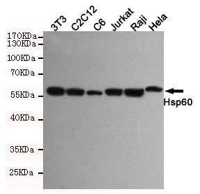HSPD1 / HSP60 Antibody - Western blot detection of Hsp60 in HeLa, Raji, Jurkat, C6, C2C12 and 3T3 cell lysates using Hsp60 mouse monoclonal antibody (1:1000 dilution). Predicted band size: 60KDa. Observed band size:60KDa.