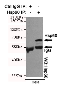 HSPD1 / HSP60 Antibody - Immunoprecipitation analysis of HeLa cell lysates using Hsp60 mouse monoclonal antibody.