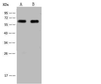 HSPD1 / HSP60 Antibody - Anti-HSP60 rabbit polyclonal antibody at 1:10000 dilution. Lane A: NIH-3T3 Whole Cell Lysate. Lane B: Raw264.7 Whole Cell Lysate. Lysates/proteins at 30 ug per lane. Secondary: Goat Anti-Rabbit IgG (H+L)/HRP at 1/10000 dilution. Developed using the ECL technique. Performed under reducing conditions. Predicted band size: 60 kDa. Observed band size: 60 kDa.