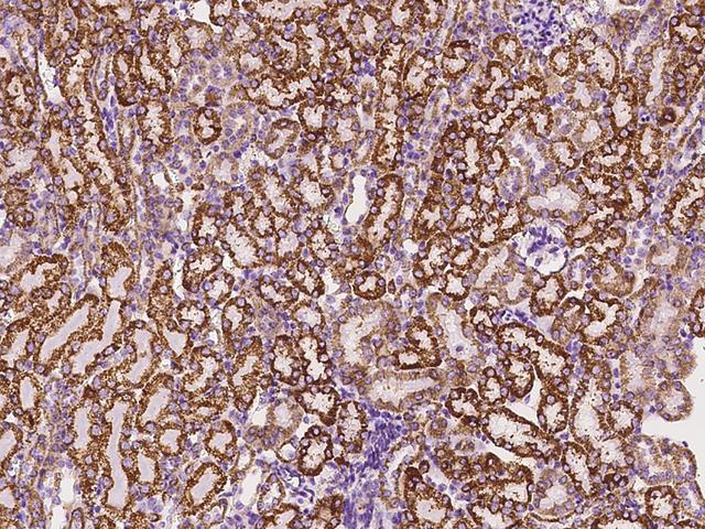 HSPD1 / HSP60 Antibody - Immunochemical staining of mouse HSP60 in mouse kidney with rabbit polyclonal antibody at 1:1000 dilution, formalin-fixed paraffin embedded sections.