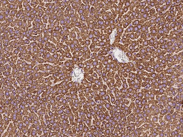 HSPD1 / HSP60 Antibody - Immunochemical staining of mouse HSP60 in mouse liver with rabbit polyclonal antibody at 1:1000 dilution, formalin-fixed paraffin embedded sections.