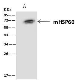 HSPD1 / HSP60 Antibody - mHSP60 was immunoprecipitated using: Lane A: 0.5 mg NIH3T3 Whole Cell Lysate. 4 uL anti-mHSP60 rabbit polyclonal antibody and 60 ug of Immunomagnetic beads Protein A/G. Primary antibody: Anti-mHSP60 rabbit polyclonal antibody, at 1:100 dilution. Secondary antibody: Clean-Blot IP Detection Reagent (HRP) at 1:1000 dilution. Developed using the ECL technique. Performed under reducing conditions. Predicted band size: 60 kDa. Observed band size: 60 kDa.