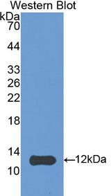 HSPE1 / HSP10 / Chaperonin 10 Antibody