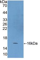 HSPE1 / HSP10 / Chaperonin 10 Antibody