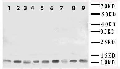 HSPE1 / HSP10 / Chaperonin 10 Antibody - WB of HSPE1 / HSP10 / Chaperonin 10 antibody. Lane 1: Rat Thymus Tissue Lysate. Lane 2: Rat Brain Tissue Lysate. Lane 3: Rat Ovary Tissue Lysate. Lane 4: Rat Testis Tissue Lysate. Lane 5: A431 Cell Lysate. Lane 6: A549 Cell Lysate. Lane 7: MCF-7 Cell Lysate. Lane 8: MM231 Cell Lysate. Lane 9: HELA Cell Lysate.