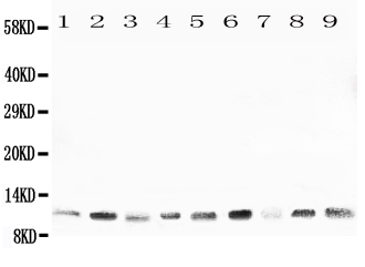 HSPE1 / HSP10 / Chaperonin 10 Antibody - Western blot analysis of Cpn10 using anti-Cpn10 antibody. Electrophoresis was performed on a 5-20% SDS-PAGE gel at 70V (Stacking gel) / 90V (Resolving gel) for 2-3 hours. The sample well of each lane was loaded with 50ug of sample under reducing conditions. Lane 1: Rat Thymus Tissue Lysate Lane 2: Rat Brain Tissue Lysate Lane 3: Rat Ovary Tissue Lysate Lane 4: Rat Testis Tissue Lysate Lane 5: A431 Whole Cell Lysate Lane 6: A549 Whole Cell Lysate Lane 7: MCF-7 Whole Cell Lysate Lane 8: MM231 Whole Cell Lysate Lane 9: HELA Whole Cell Lysate After Electrophoresis, proteins were transferred to a Nitrocellulose membrane at 150mA for 50-90 minutes. Blocked the membrane with 5% Non-fat Milk/ TBS for 1.5 hour at RT. The membrane was incubated with rabbit anti-Cpn10 antigen affinity purified polyclonal antibody at 0.5 µg/mL overnight at 4°C, then washed with TBS-0.1% Tween 3 times with 5 minutes each and probed with a goat anti-rabbit IgG-HRP secondary antibody at a dilution of 1:10000 for 1.5 hour at RT. The signal is developed using an Enhanced Chemiluminescent detection (ECL) kit with Tanon 5200 system. A specific band was detected for Cpn10 at approximately 11 KD. The expected band size for Cpn10 is at 11 KD.