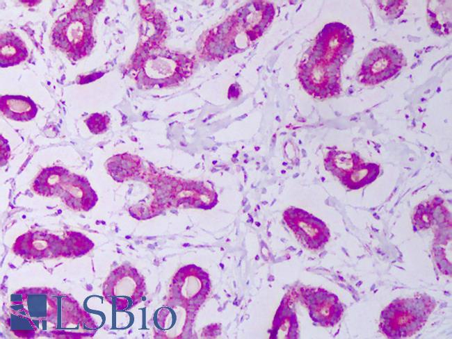 HSPE1 / HSP10 / Chaperonin 10 Antibody - Anti-HSPE1 / CPN10 antibody IHC of human breast. Immunohistochemistry of formalin-fixed, paraffin-embedded tissue after heat-induced antigen retrieval. Antibody concentration 10 ug/ml.  This image was taken for the unconjugated form of this product. Other forms have not been tested.
