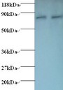 HSPE1 / HSP10 / Chaperonin 10 Antibody - Western blot of 10 kDa heat shock protein, mitochondrial antibody at 2 ug/ml. Lane 1: EC109 whole cell lysate. Lane 2: 293T whole cell lysate. Secondary: Goat polyclonal to Rabbit IgG at 1:15000 dilution. Predicted band size: 11 kDa. Observed band size: 80 kDa Additional bands at: 90 Da. We are unsure as to the identity of this extra band.  This image was taken for the unconjugated form of this product. Other forms have not been tested.