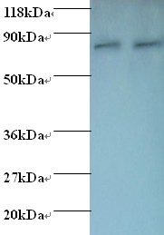 HSPE1 / HSP10 / Chaperonin 10 Antibody - Western blot of 10 kDa heat shock protein, mitochondrial antibody at 2 ug/ml. Lane 1: EC109 whole cell lysate. Lane 2: 293T whole cell lysate. Secondary: Goat polyclonal to Rabbit IgG at 1:15000 dilution. Predicted band size: 11 kDa. Observed band size: 80 kDa Additional bands at: 90 Da. We are unsure as to the identity of this extra band.  This image was taken for the unconjugated form of this product. Other forms have not been tested.