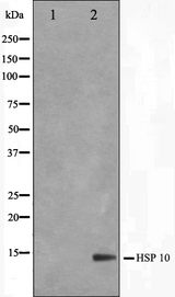 HSPE1 / HSP10 / Chaperonin 10 Antibody - Western blot analysis on NIH-3T3 cell lysates using HSP10 antibody. The lane on the left is treated with the antigen-specific peptide.