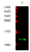 HSPE1 / HSP10 / Chaperonin 10 Antibody - Immunodetection Analysis: Representative blot from a previous lot. Lane 1, recombinant proteinHSP10. The membrane blot was probed with anti-HSP10 primary antibody (0.2 µg/ml). Proteins were visualized using a Donkey anti-rabbit secondary antibody conjugated to IRDye 800CW detection system. Arrows indicate recombinant proteinHSP10 from E.coli cell (12kDa).
