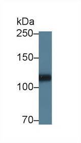 HSPG2 / Perlecan Antibody - Western Blot; Sample: Porcine Heart lysate; Primary Ab: 5µg/ml Rabbit Anti-Human HSPG2 Antibody Second Ab: 0.2µg/mL HRP-Linked Caprine Anti-Rabbit IgG Polyclonal Antibody