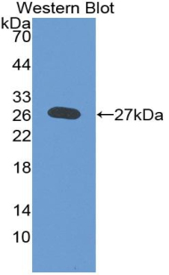 HSPG2 / Perlecan Antibody - Western blot of recombinant HSPG2 / Perlecan.