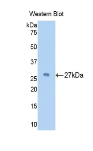 HSPG2 / Perlecan Antibody - Western blot of recombinant HSPG2 / Perlecan.  This image was taken for the unconjugated form of this product. Other forms have not been tested.