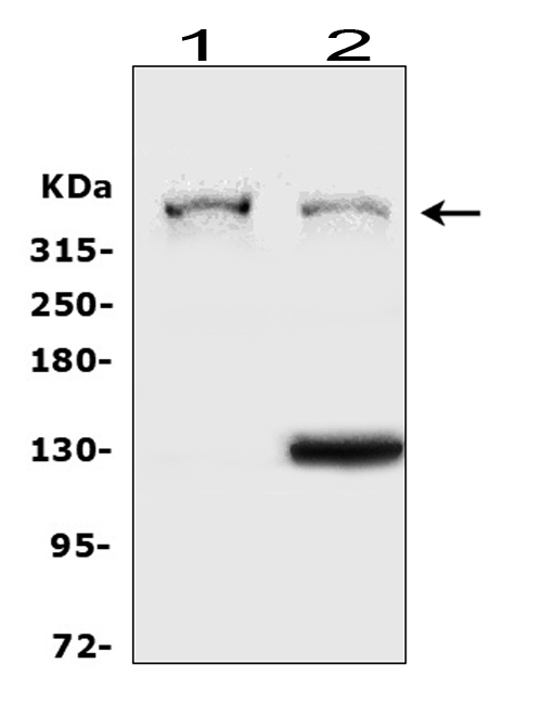 HSPG2 / Perlecan Antibody - Western blot analysis of HSPG2 using anti-HSPG2 antibody. Electrophoresis was performed on a 5-20% SDS-PAGE gel at 70V (Stacking gel) / 90V (Resolving gel) for 2-3 hours. The sample well of each lane was loaded with 50ug of sample under reducing conditions. Lane 1: human Caco-2 whole cell lysates, Lane 2: human A549 whole cell lysates. After Electrophoresis, proteins were transferred to a Nitrocellulose membrane at 150mA for 50-90 minutes. Blocked the membrane with 5% Non-fat Milk/ TBS for 1.5 hour at RT. The membrane was incubated with rabbit anti-HSPG2 antigen affinity purified polyclonal antibody at 0.5 µg/mL overnight at 4°C, then washed with TBS-0.1% Tween 3 times with 5 minutes each and probed with a goat anti-rabbit IgG-HRP secondary antibody at a dilution of 1:10000 for 1.5 hour at RT. The signal is developed using an Enhanced Chemiluminescent detection (ECL) kit with Tanon 5200 system. A specific band was detected for HSPG2 at approximately 469KD. The expected band size for HSPG2 is at 469KD.