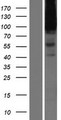 HSPG2 / Perlecan Protein - Western validation with an anti-DDK antibody * L: Control HEK293 lysate R: Over-expression lysate