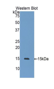 HSPH1 / HSP105 Antibody - Western blot of recombinant HSPH1 / HSP110.  This image was taken for the unconjugated form of this product. Other forms have not been tested.