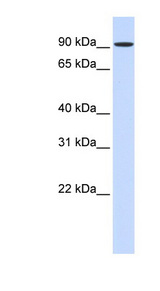 HSPH1 / HSP105 Antibody - HSPH1 / HSP105 antibody Western blot of 293T cell lysate. This image was taken for the unconjugated form of this product. Other forms have not been tested.