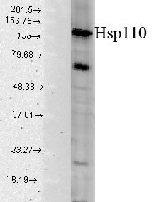 HSPH1 / HSP105 Antibody - Western blot analysis of Hsp110 in a human cell mix using a 1:1000 dilution of HSPH1 / HSP110 antibody.  This image was taken for the unconjugated form of this product. Other forms have not been tested.