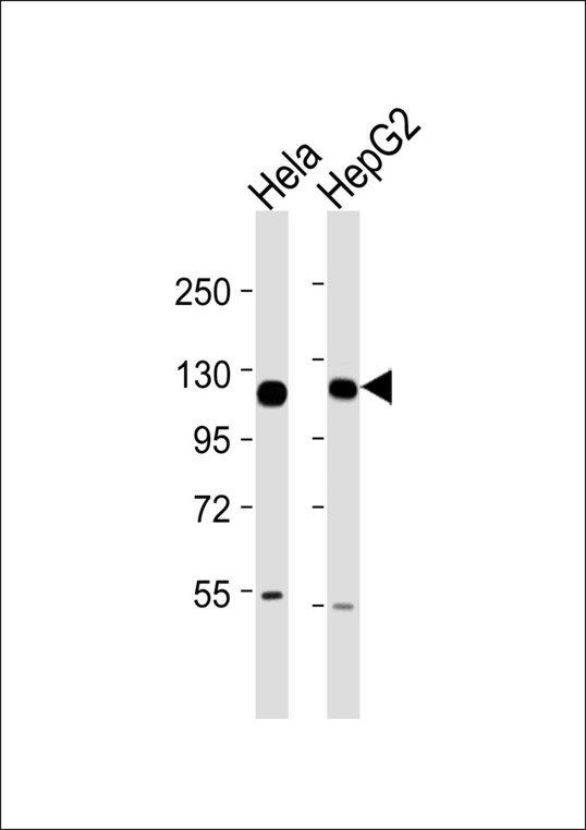 HSPH1 / HSP105 Antibody - All lanes : Anti-HSPH1 Antibody at 1:1000 dilution Lane 1: HeLa whole cell lysates Lane 2: HepG2 whole cell lysates Lysates/proteins at 20 ug per lane. Secondary Goat Anti-Rabbit IgG, (H+L),Peroxidase conjugated at 1/10000 dilution Predicted band size : 97 kDa Blocking/Dilution buffer: 5% NFDM/TBST.