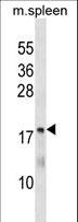 HsT19268 / MTHFS Antibody - MTHFS Antibody western blot of mouse spleen tissue lysates (35 ug/lane). The MTHFS antibody detected the MTHFS protein (arrow).