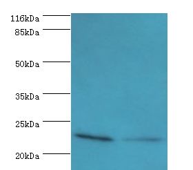 HsT19268 / MTHFS Antibody - Western blot. All lanes: MTHFS antibody at 2 ug/ml. Lane 1: HeLa whole cell lysate Lane 2: Jurkat whole cell lysate. Secondary antibody: goat polyclonal to rabbit at 1:10000 dilution. Predicted band size: 23 kDa. Observed band size: 23 kDa.  This image was taken for the unconjugated form of this product. Other forms have not been tested.