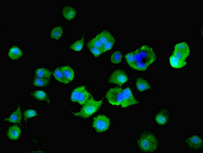 HsT19268 / MTHFS Antibody - Immunofluorescent analysis of MCF-7 cells using MTHFS Antibody at dilution of 1:100 and Alexa Fluor 488-congugated AffiniPure Goat Anti-Rabbit IgG(H+L)