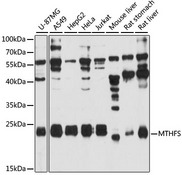 HsT19268 / MTHFS Antibody - Western blot analysis of extracts of various cell lines, using MTHFS antibody at 1:3000 dilution. The secondary antibody used was an HRP Goat Anti-Rabbit IgG (H+L) at 1:10000 dilution. Lysates were loaded 25ug per lane and 3% nonfat dry milk in TBST was used for blocking. An ECL Kit was used for detection and the exposure time was 90s.