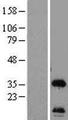 HSU79274 / C12orf24 Protein - Western validation with an anti-DDK antibody * L: Control HEK293 lysate R: Over-expression lysate