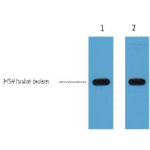 HSV Tag Antibody - Western blot of HSV-Tag antibody