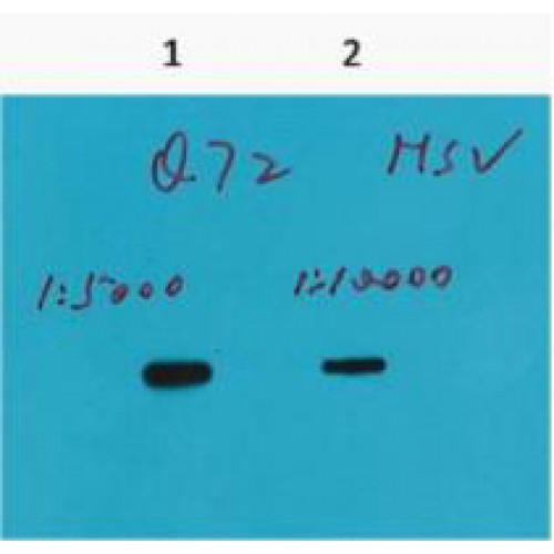 HSV Tag Antibody - Western blot of HSV-Tag antibody