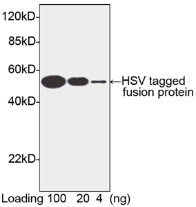 HSV Tag Antibody - Western blot of HSV-tagged fusion protein using HSV-tag Antibody, pAb, Rabbit (HSV-tag Antibody, pAb, Rabbit, 1 ug/ml) The signal was developed with Goat Anti-Rabbit IgG (H&L) [HRP] Polyclonal Antibody and LumiSensor HRP Substrate Kit Predicted Size: 52 kD Observed Size: 52 kD