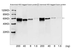 HSV Tag Antibody - Western blot of HSV tagged fusion proteins expressed in E. coli cell lysate using HSV-tag Antibody (HSV-tag Antibody, pAb, Rabbit, 1 ug/ml) The signal was developed with IRDye 800 Conjugated Goat Anti-Rabbit IgG.