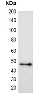 HSV Tag Antibody - Western blot analysis of over-expressed HSV-tagged protein in 293T cell lysate.