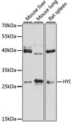 HT036 / HYI Antibody - Western blot analysis of extracts of various cell lines, using HYI antibody at 1:3000 dilution. The secondary antibody used was an HRP Goat Anti-Rabbit IgG (H+L) at 1:10000 dilution. Lysates were loaded 25ug per lane and 3% nonfat dry milk in TBST was used for blocking. An ECL Kit was used for detection and the exposure time was 90s.