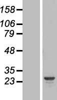 HT036 / HYI Protein - Western validation with an anti-DDK antibody * L: Control HEK293 lysate R: Over-expression lysate