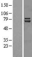 HT2A / TRIM32 Protein - Western validation with an anti-DDK antibody * L: Control HEK293 lysate R: Over-expression lysate