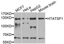 HTATSF1 / TAT-SF1 Antibody - Western blot analysis of extracts of various cell lines, using HTATSF1 antibody at 1:1000 dilution. The secondary antibody used was an HRP Goat Anti-Rabbit IgG (H+L) at 1:10000 dilution. Lysates were loaded 25ug per lane and 3% nonfat dry milk in TBST was used for blocking. An ECL Kit was used for detection and the exposure time was 90s.