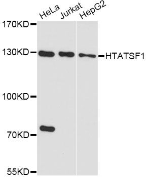 HTATSF1 / TAT-SF1 Antibody - Western blot analysis of extracts of various cell lines, using HTATSF1 antibody at 1:1000 dilution. The secondary antibody used was an HRP Goat Anti-Rabbit IgG (H+L) at 1:10000 dilution. Lysates were loaded 25ug per lane and 3% nonfat dry milk in TBST was used for blocking. An ECL Kit was used for detection and the exposure time was 90s.
