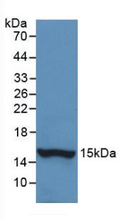 HTN1 / Histatin-1 Antibody - Western Blot; Sample: Recombinant HTN1, Human.