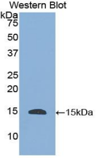 HTN1 / Histatin-1 Antibody - Western blot of recombinant HTN1 / Histatin-1.  This image was taken for the unconjugated form of this product. Other forms have not been tested.