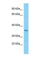 HTPCRX19 / OR7A17 Antibody - Western blot of Human HT1080. OR7A17 antibody dilution 1.0 ug/ml.  This image was taken for the unconjugated form of this product. Other forms have not been tested.