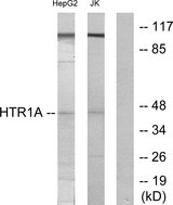 HTR1A / 5-HT1A Receptor Antibody - Western blot analysis of lysates from HepG2 and Jurkat cells, using 5-HT-1A Antibody. The lane on the right is blocked with the synthesized peptide.
