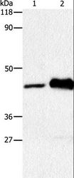 HTR1A / 5-HT1A Receptor Antibody - Western blot analysis of HT-29 cell and Mouse brain tissue, using HTR1A Polyclonal Antibody at dilution of 1:1500.