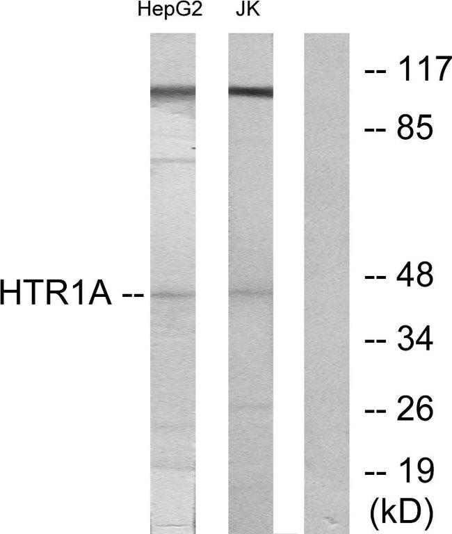 HTR1A / 5-HT1A Receptor Antibody - Western blot analysis of extracts from HepG2 cells and Jurkat cells, using 5-HT-1A antibody.