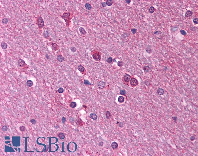 HTR1A / 5-HT1A Receptor Antibody - Anti-5HT1A Receptor antibody IHC of human brain, cortex, white matter. Immunohistochemistry of formalin-fixed, paraffin-embedded tissue after heat-induced antigen retrieval. Antibody concentration 5 ug/ml.  This image was taken for the unconjugated form of this product. Other forms have not been tested.